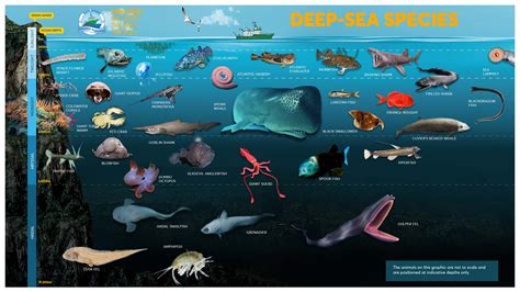 海の中にいる生き物: 深海の神秘とその多様性